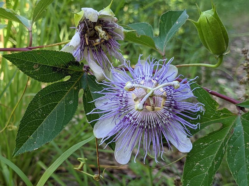 Wildflowers And Seasonal Scenery
