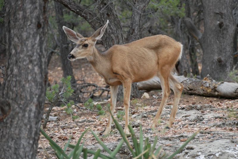 Wildlife You Might Spot Along The Way