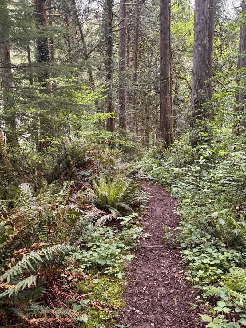 Wildlife and Forest Scenery Along the Way