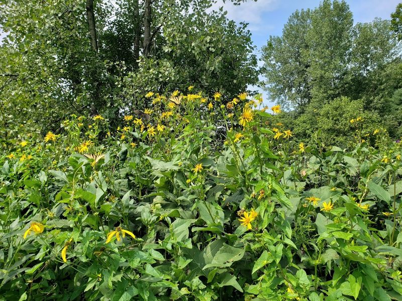 Wildlife and Wildflowers Around Every Bend
