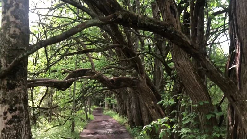 Wildlife and the Naturalist's Playground