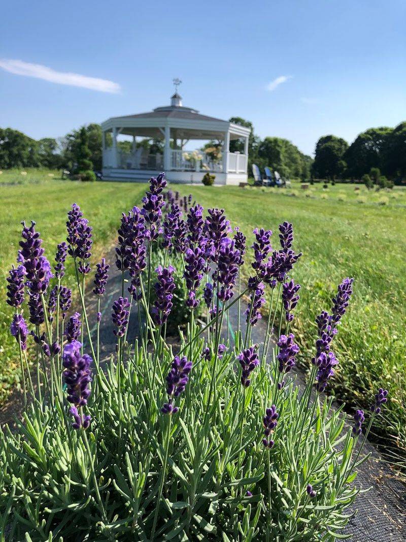 Willowbrook Lavender Farm