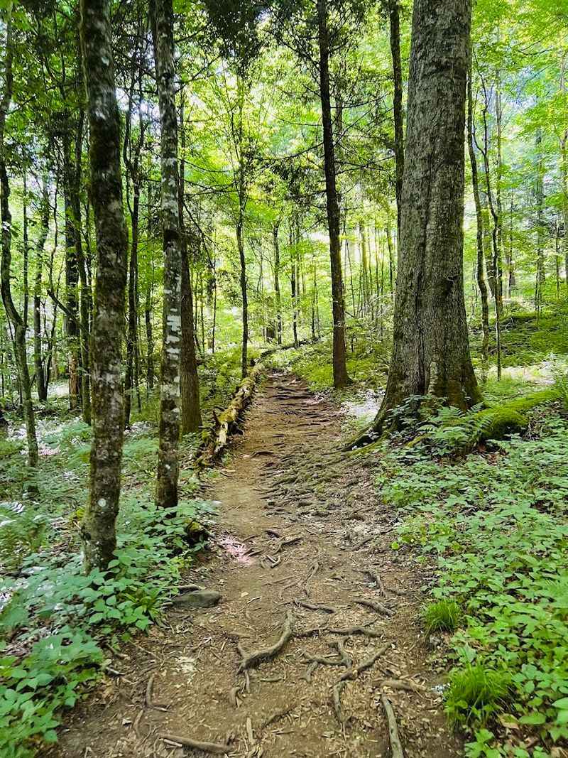 Joyce Kilmer Memorial Forest