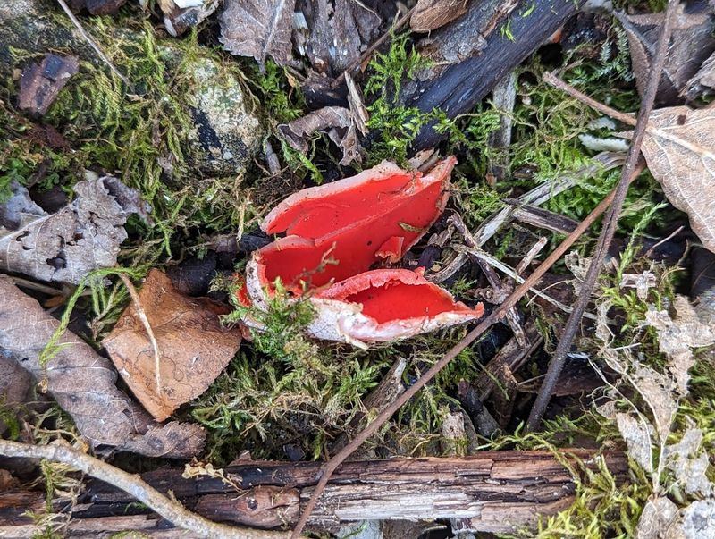 William and Gayle Keefer Nature Reserve, Rockton, Illinois