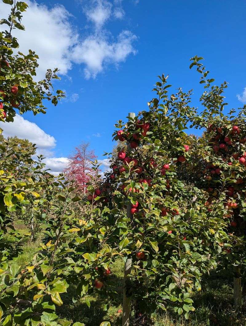 Windy Ridge Orchard Windy Ridge Orchard