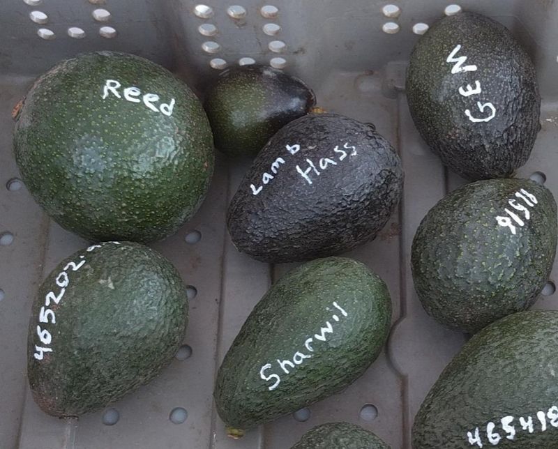 Avocado Varieties Beyond Hass