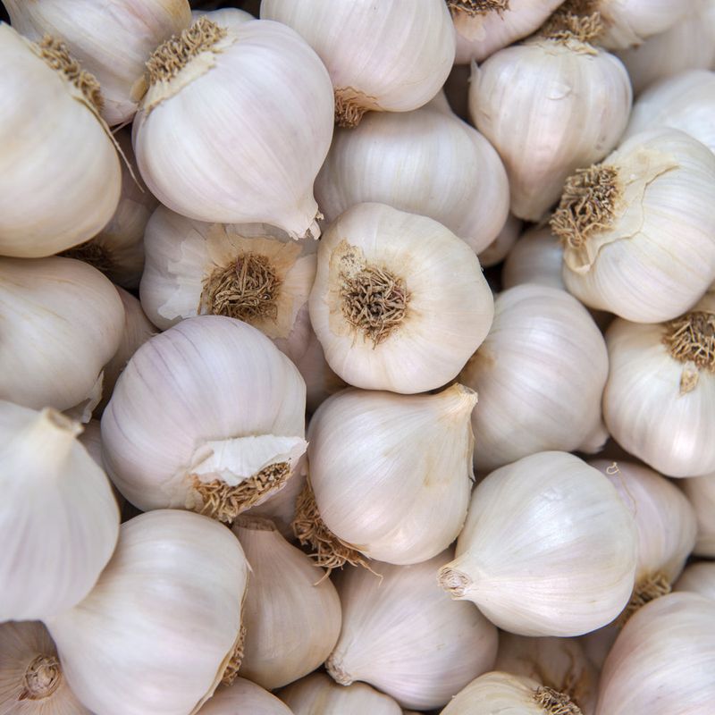 Garlic: Gilroy's Aromatic Ambassador