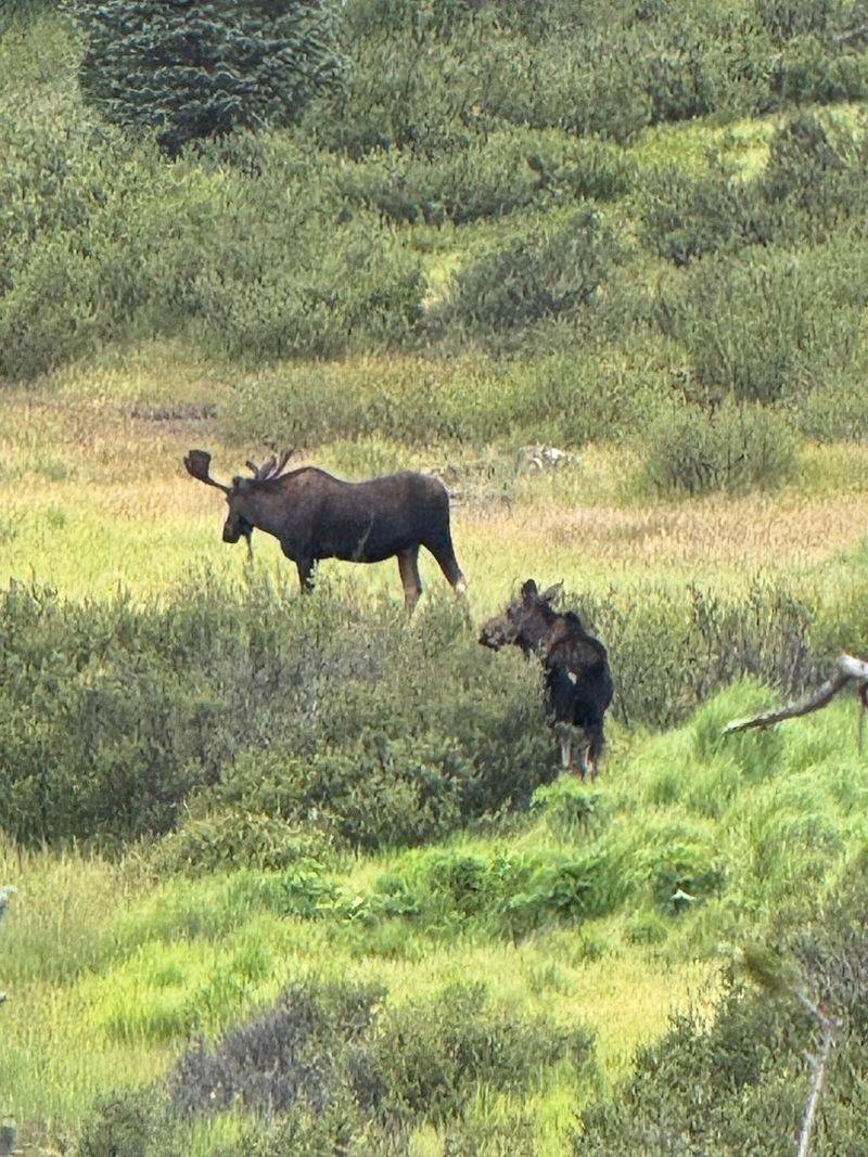 Wildlife and Natural Wonders Along the Route