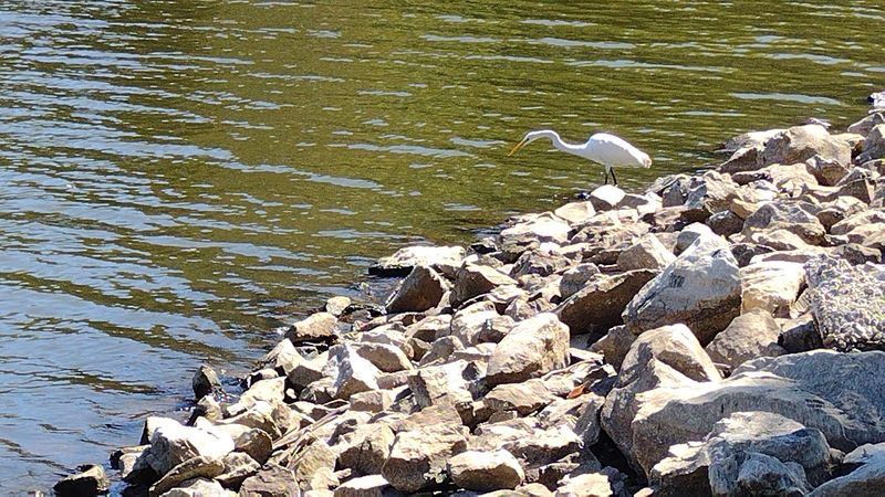 Winter Eagles And Everyday Wildlife