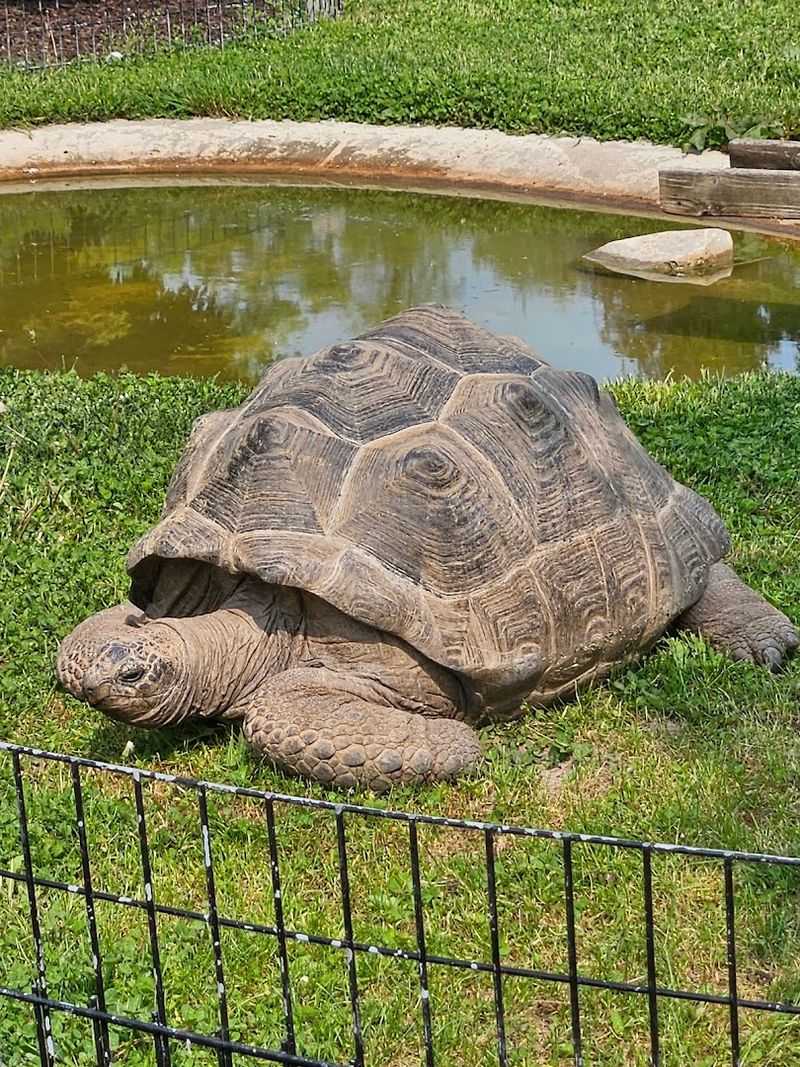 Play Zones, Quiet Minds