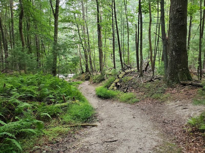 Wildlife Watching in a Forest Ecosystem