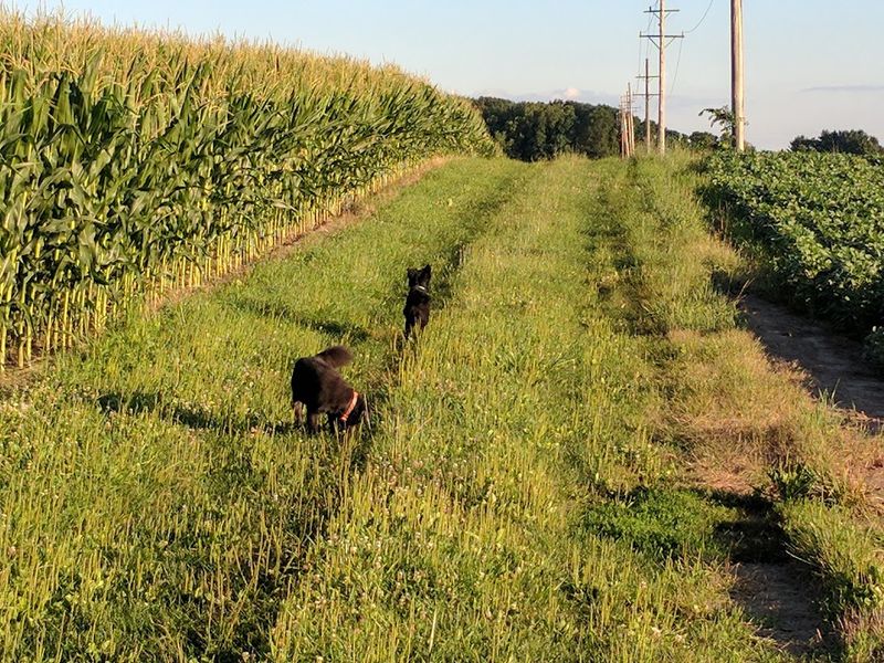 Summer Festivals Without Fuss