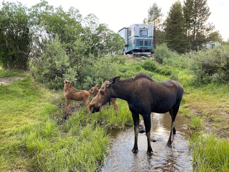 Moose Sightings That Happen Without Any Effort On Your Part