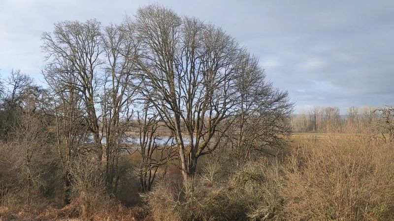 Winter Views Through Bare Branches