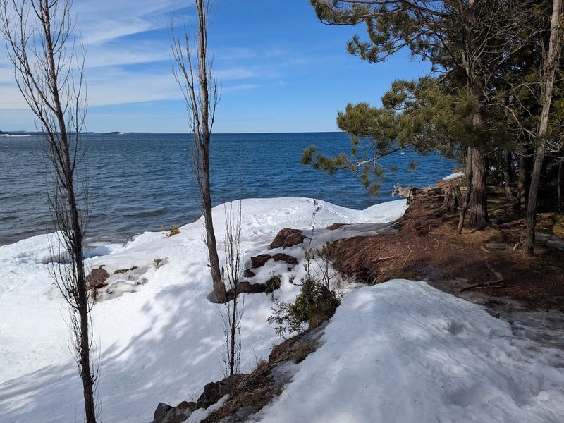 Deer, Calm Neighbors