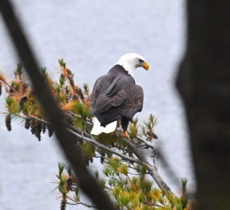 Winter's Bald Eagle Spectacle Winter's Bald Eagle Spectacle