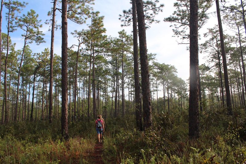 Withlacoochee State Forest, Citrus County