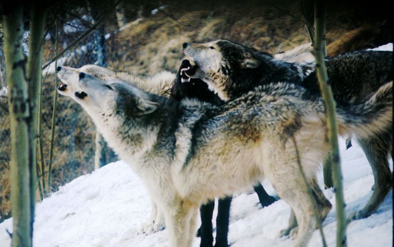 Wolf Actually Is And Why It Exists