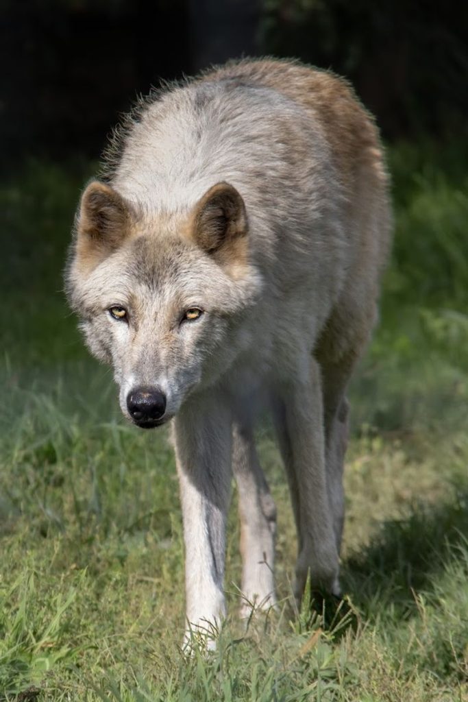 Pa Wolves This Pennsylvania Wolf Sanctuary Offers The Closest Encounters With Wolves
