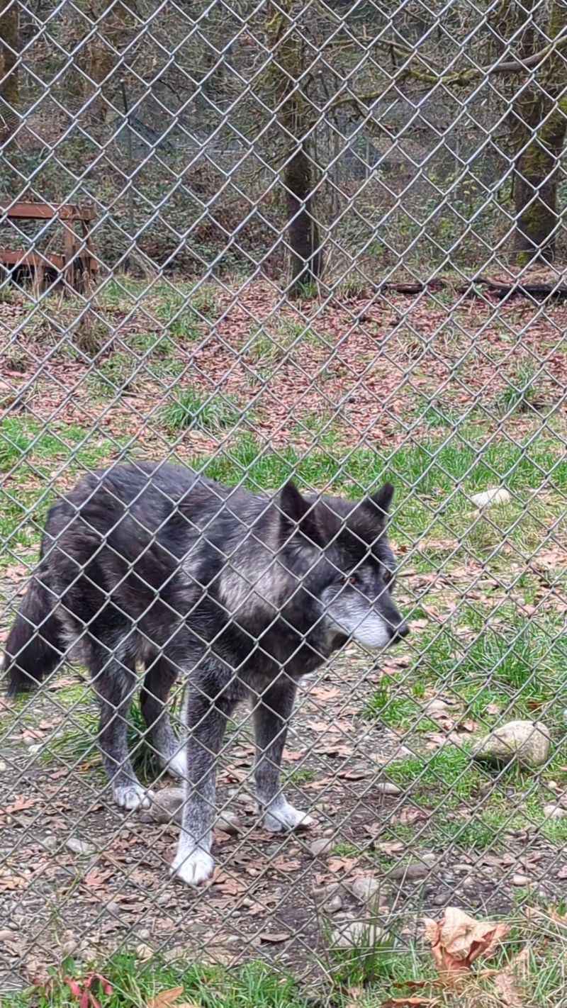 Wolf Dogs, Coyotes, and a Story for Every Resident