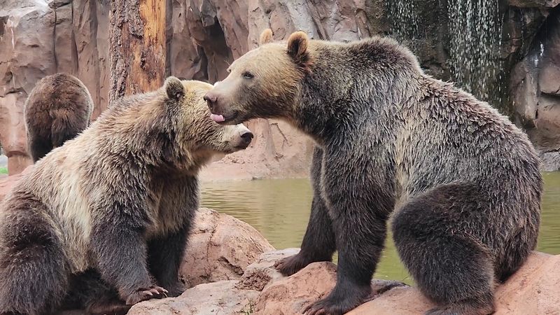 Bears Galore: Black Bears And Grizzlies