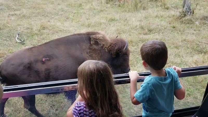 Bison, Moose, And The Star Animals Of The Free-Roaming Zone
