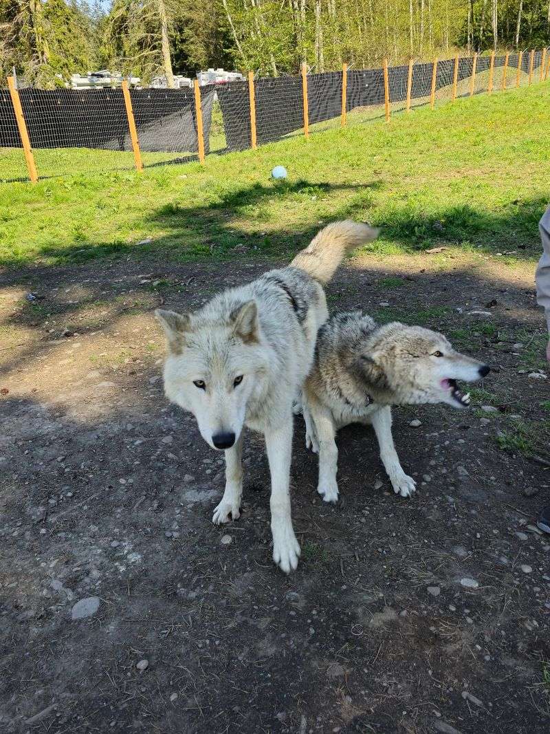 Wolves And Wolverines Bring The Wild Side Wolves And Wolverines Bring The Wild Side