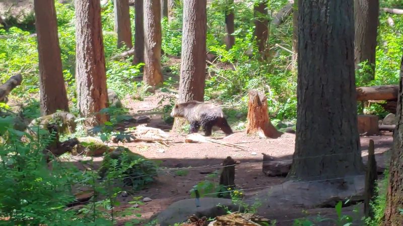Wolves, Cougars, And The Walking Trails Through Core Habitat