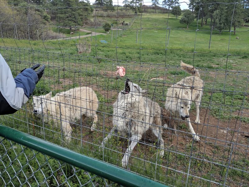 Wolves, Coyotes, And Foxes Bring The Canine Crew