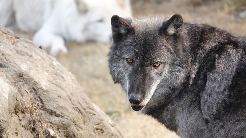 Wolves, Lemurs, and a Surprising Supporting Cast