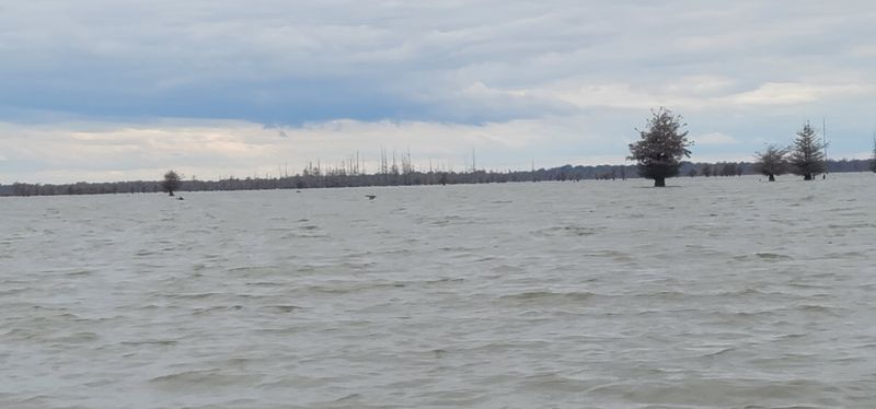 Wooded Banks Demand A Closer Look