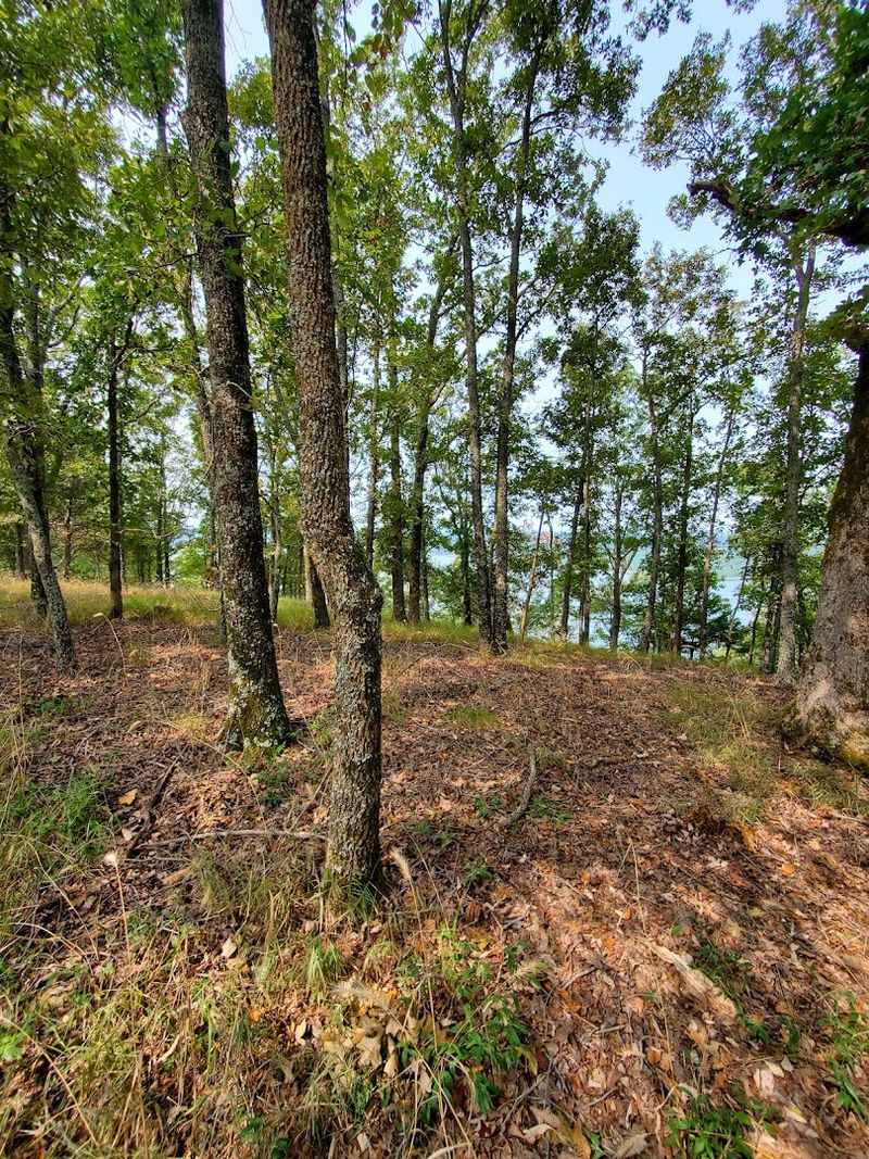 Wooded Roads Leading Toward The Water