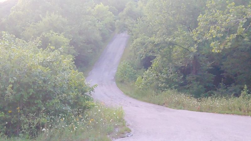 Wooded Streets Made For Wandering