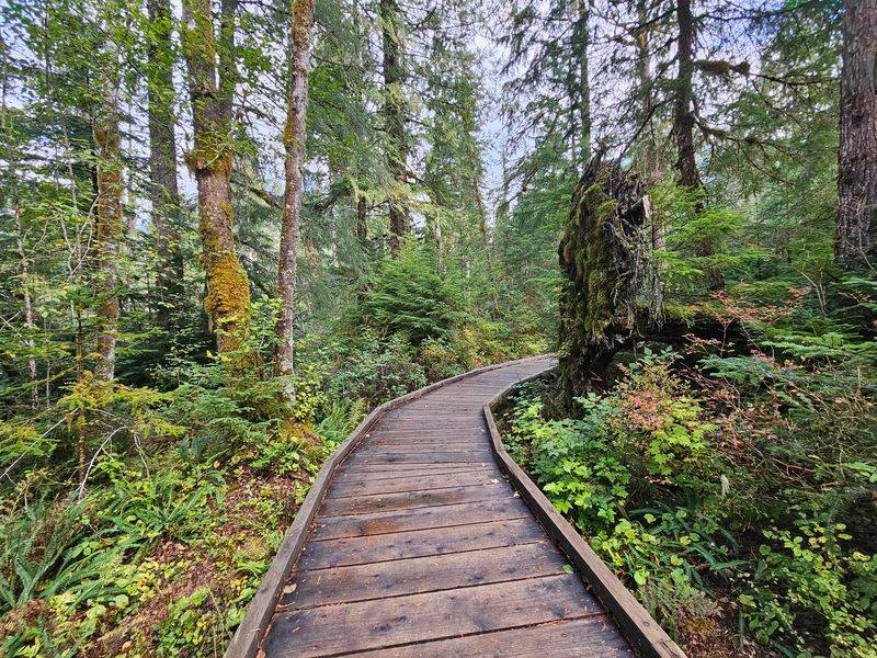 Wooden Boardwalks Over Soggy Mountain Marshland