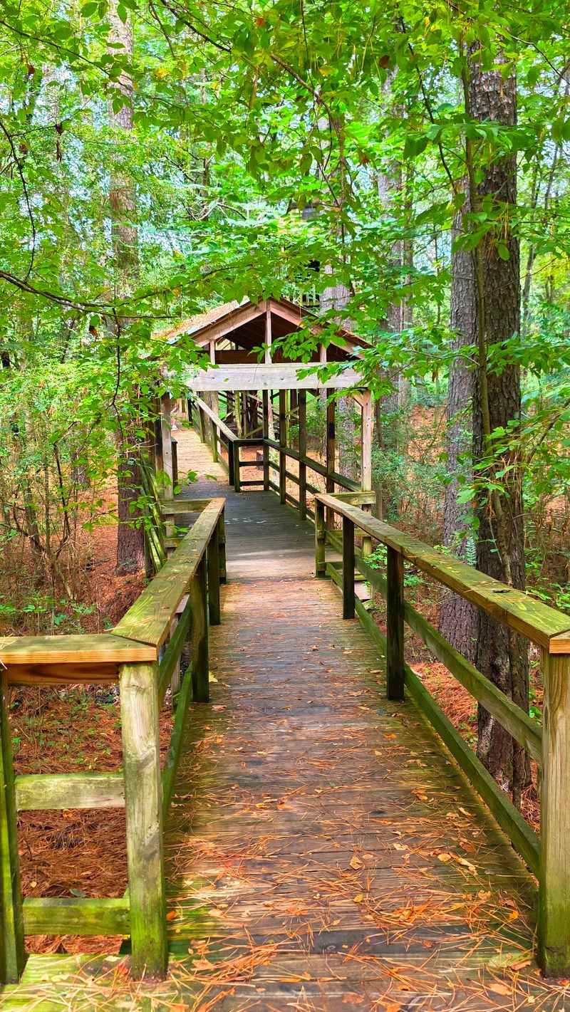 Wooden Walkways Turn The Woods Into An Adventure
