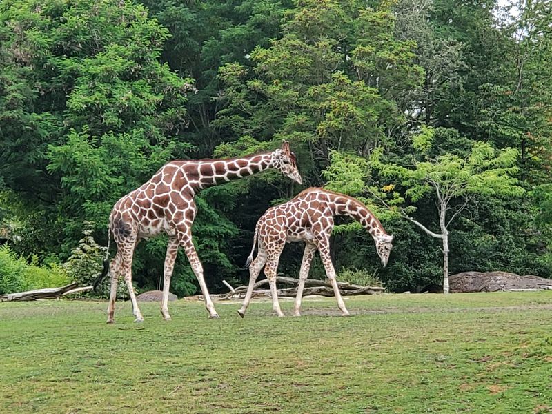 Woodland Park Zoo