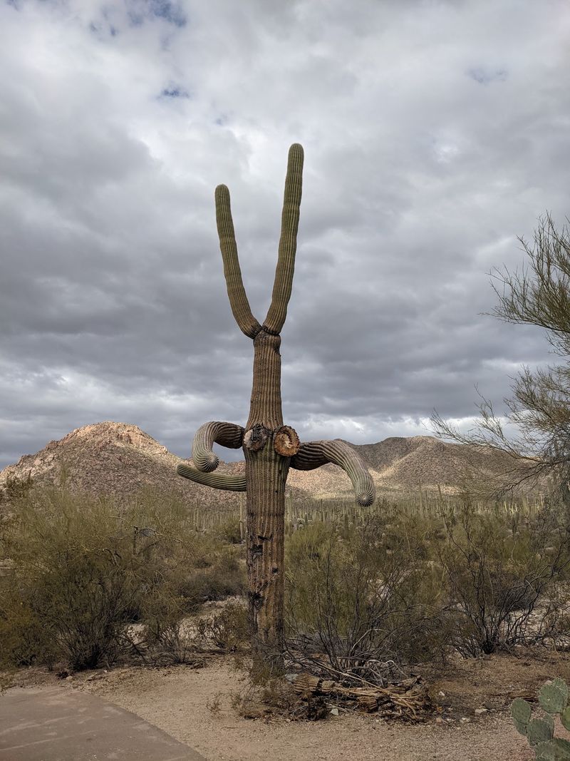 Woodpecker Apartments and Early Wildlife