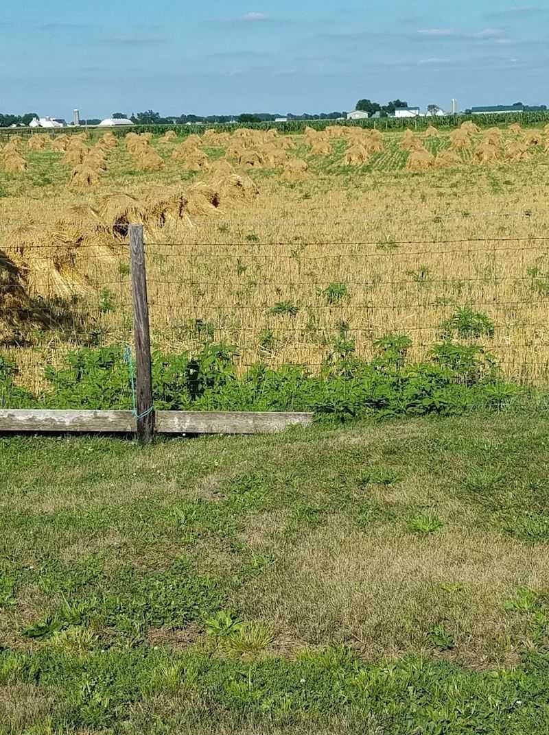 Farm-Fresh Food That Tastes Like Childhood