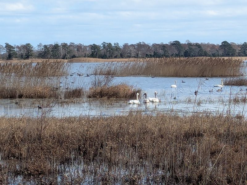  World-Class Birdwatching At Mattamuskeet