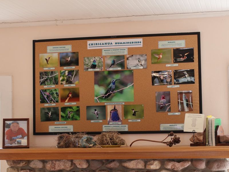 World-Class Birdwatching In A Sky Island Sanctuary