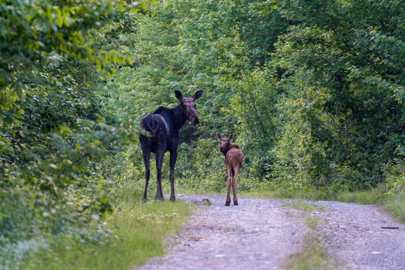 Moose Sightings In The Wild