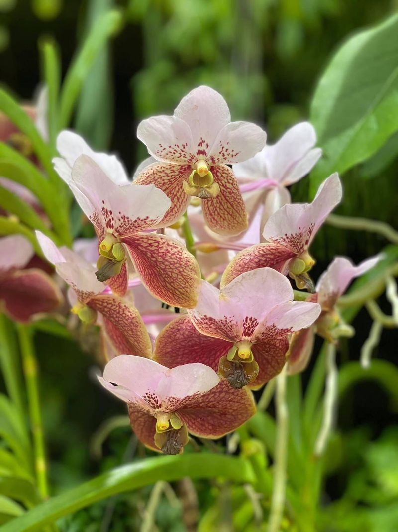 World-Class Orchid Collection That Stops You Cold