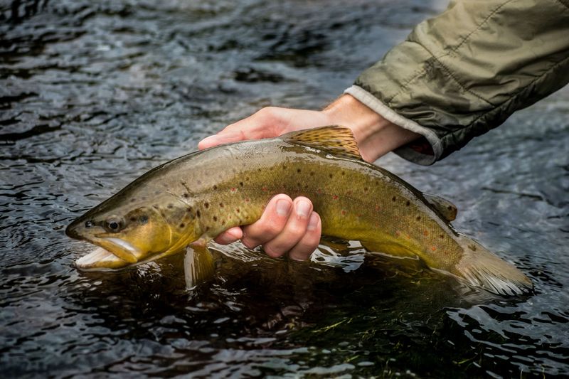 World-Class Trout Fishing Right On Goose Creek