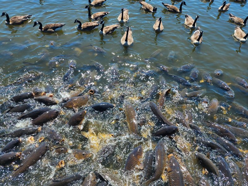 Pymatuning State Park — Jamestown, PA
