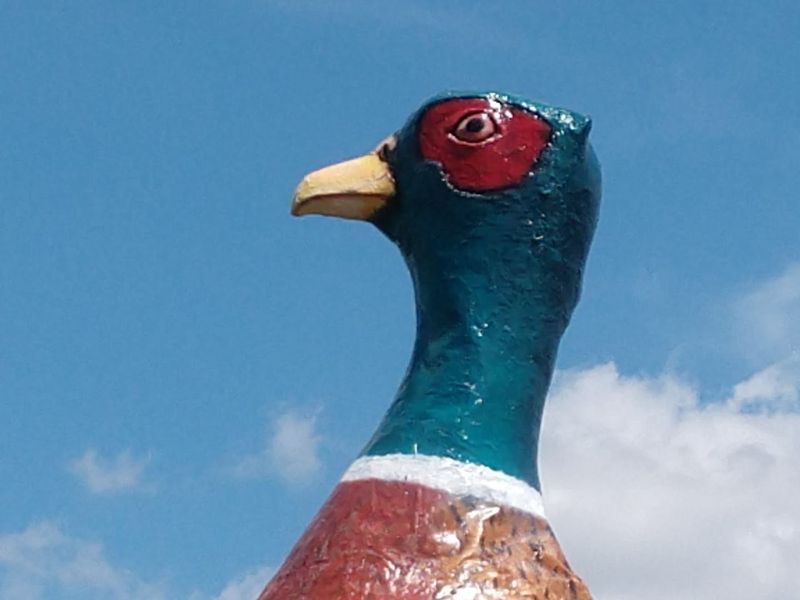 World's Largest Pheasant