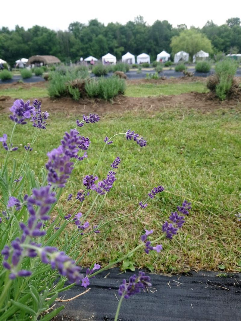 The Calming Atmosphere You Cannot Fake