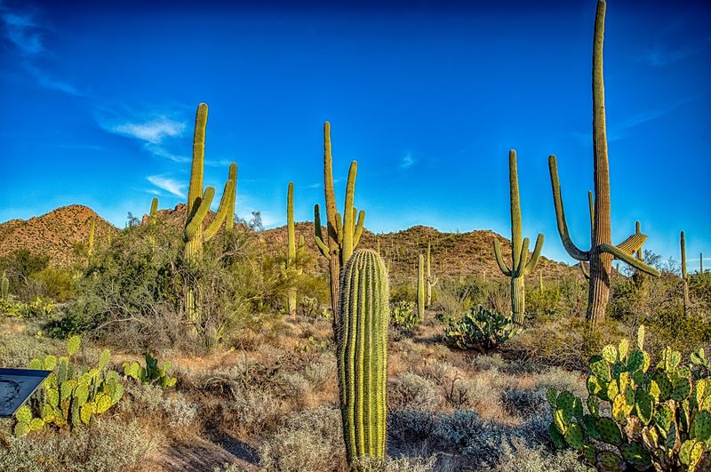 Desert Discovery Nature Trail, Saguaro National Park West, Tucson