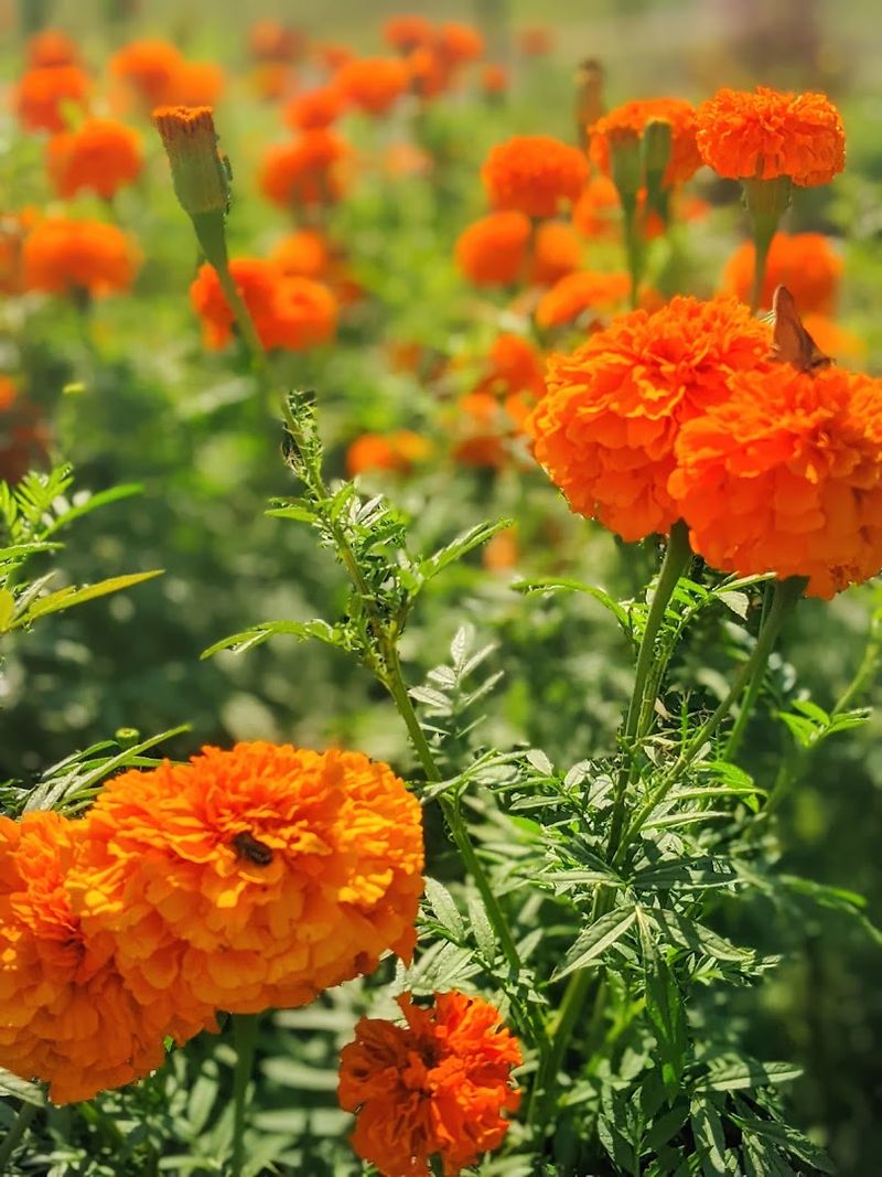 Mount Olive Farms, Gravette