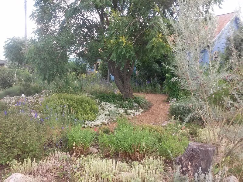 Xeriscape Choices With More Personality Than Gravel