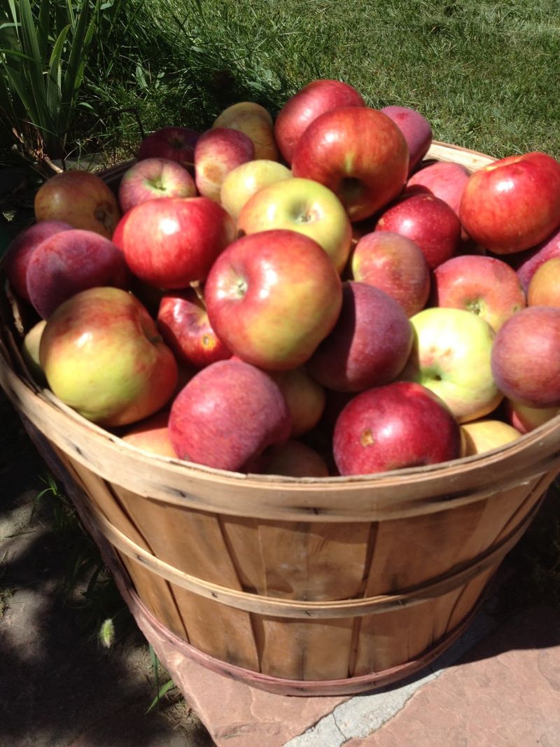 YA YA Farm & Orchard, Longmont, CO YA YA Farm & Orchard, Longmont, CO